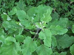 Herbal - Burdock Root Tincture - Pet Grocer