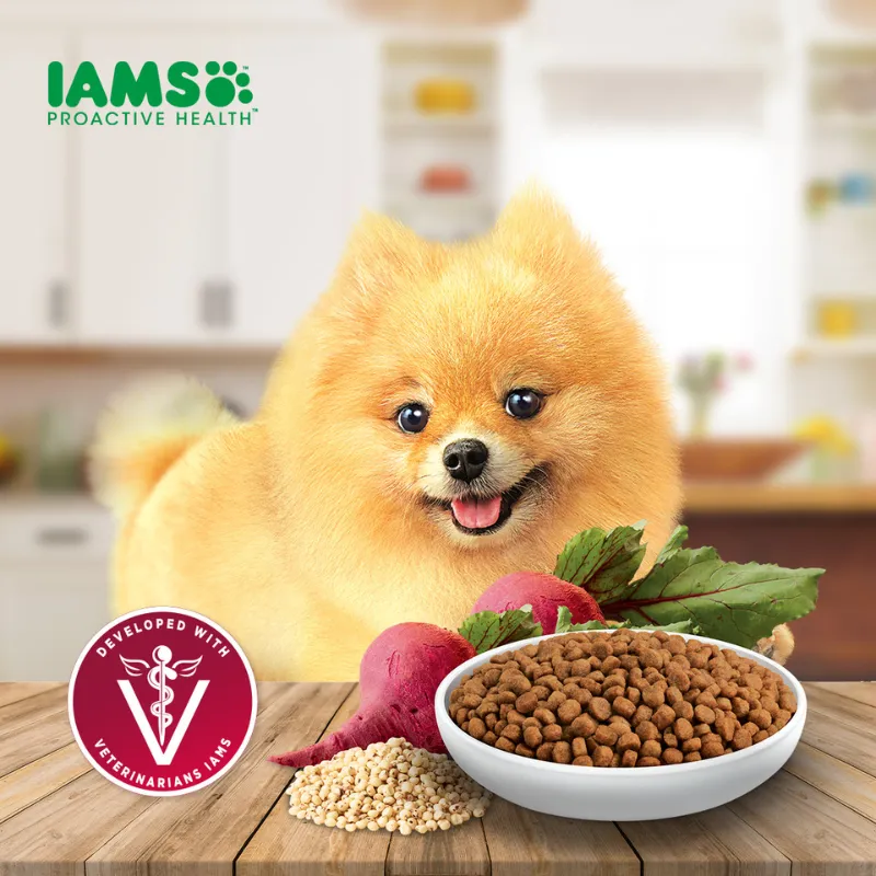 Iams Dog Adult Small Breed Chicken