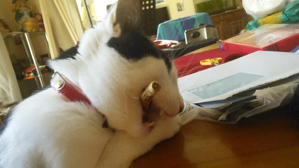 Natural Catnip Sticks for Cleaning Teeth