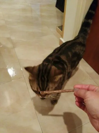 Natural Catnip Sticks for Cleaning Teeth