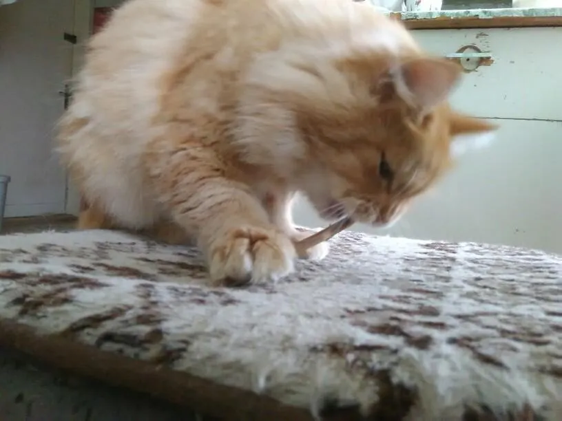 Natural Catnip Sticks for Cleaning Teeth