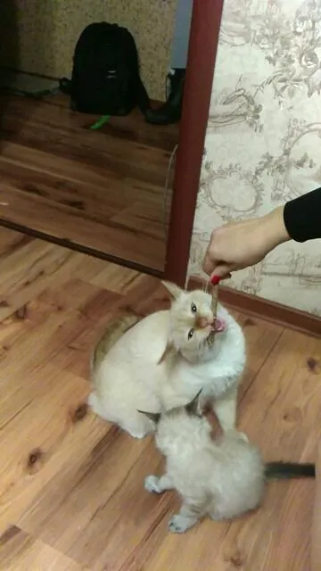 Natural Catnip Sticks for Cleaning Teeth