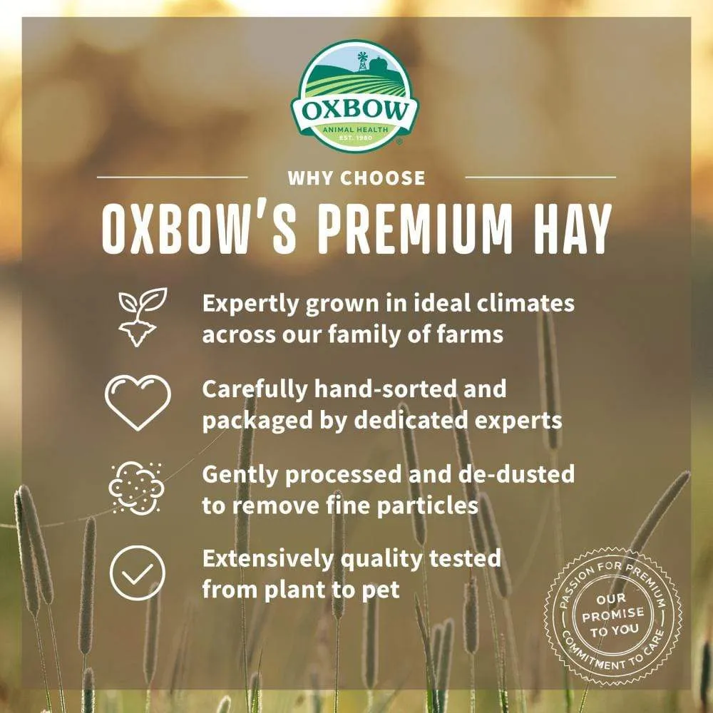 Oxbow Animal Health All Natural Orchard Grass Hay Grass Hay for Chinchillas Rabbits Guinea Pigs Hamsters & Gerbils