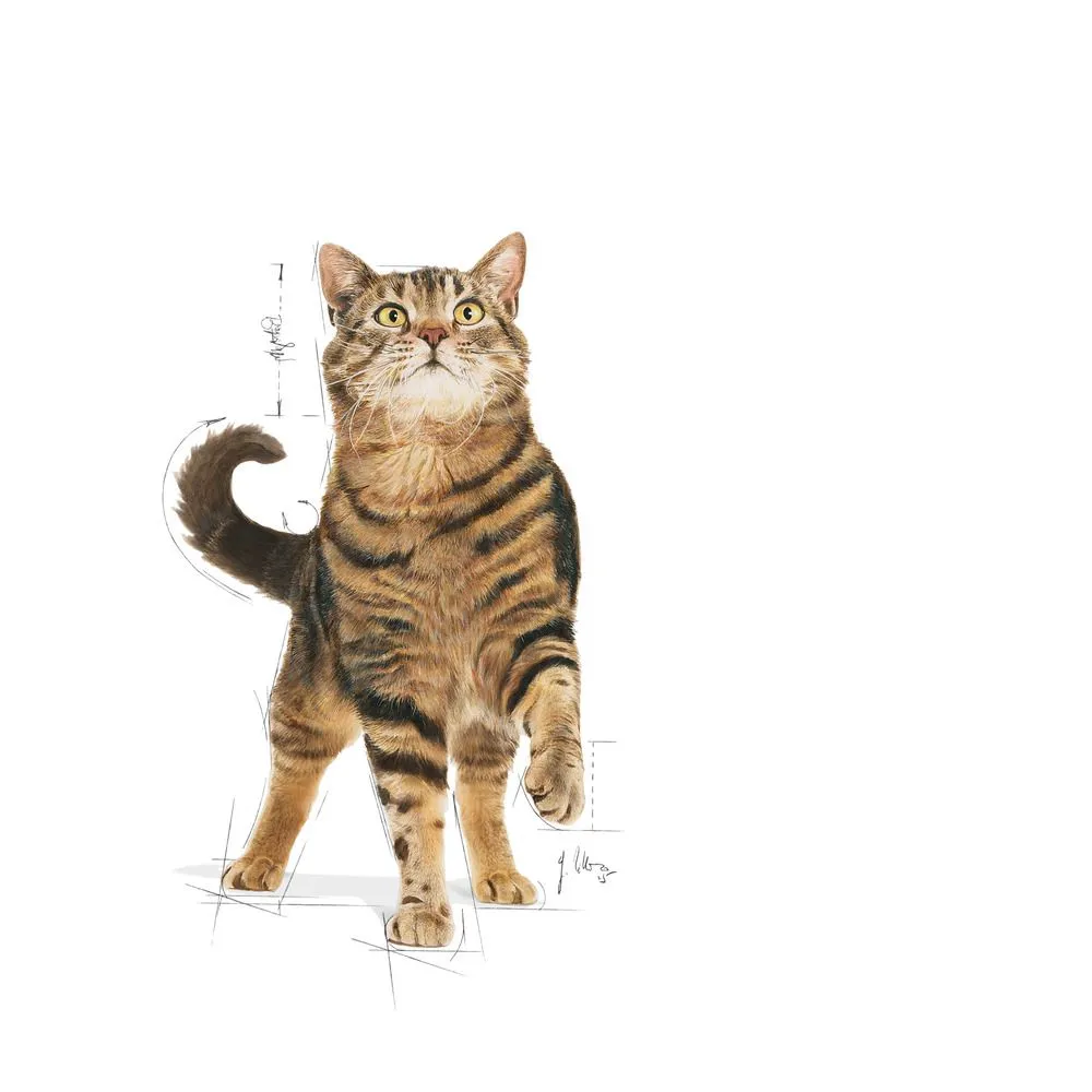 Royal Canin Appetite Control Sterilised