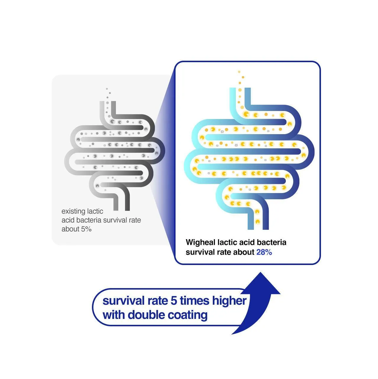 Wigheal Probiotics